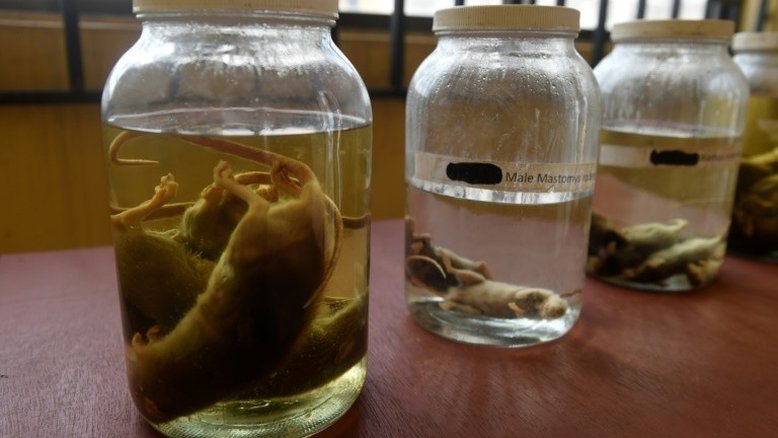 Morre paciente internado com febre de Lassa no Reino Unido