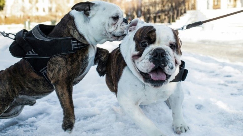 Noruega proíbe criação de duas raças de cães por respeito à lei de proteção animal