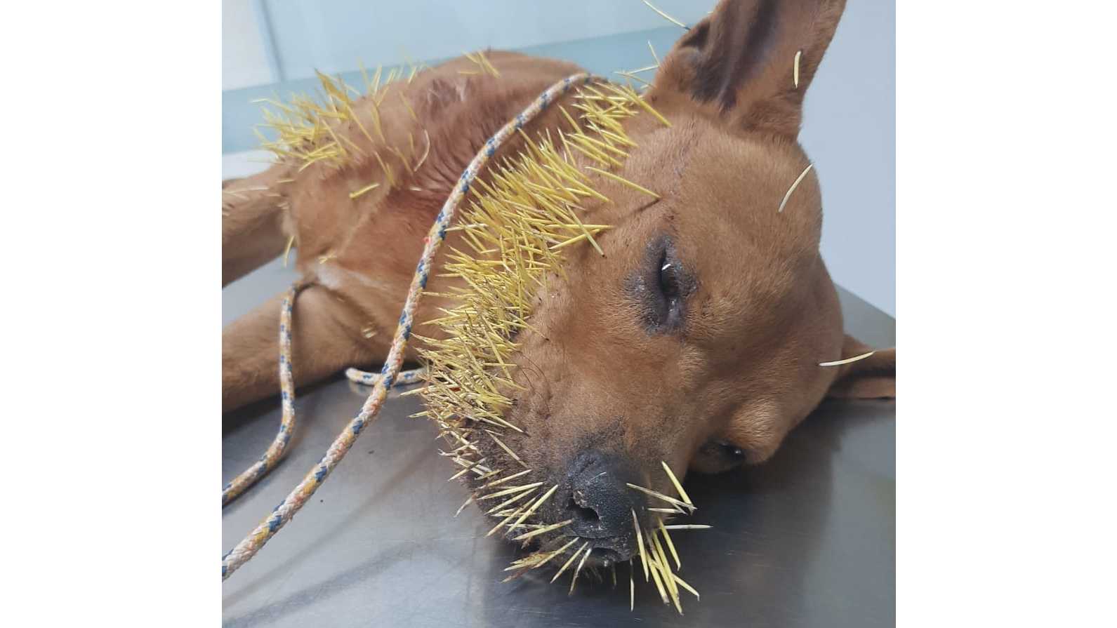 SP: Cachorro é resgatado após brigar com ouriço e ficar com dezenas de espinhos