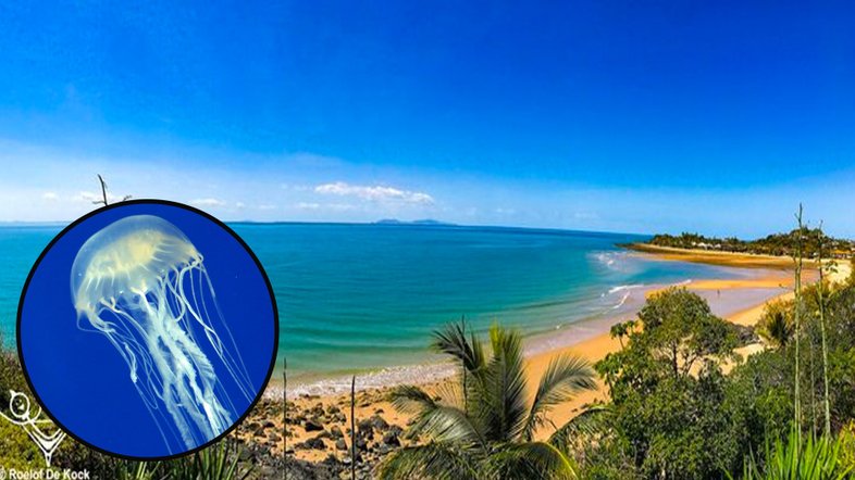 Adolescente morre após ficar preso em tentáculos de  2 metros de água-viva