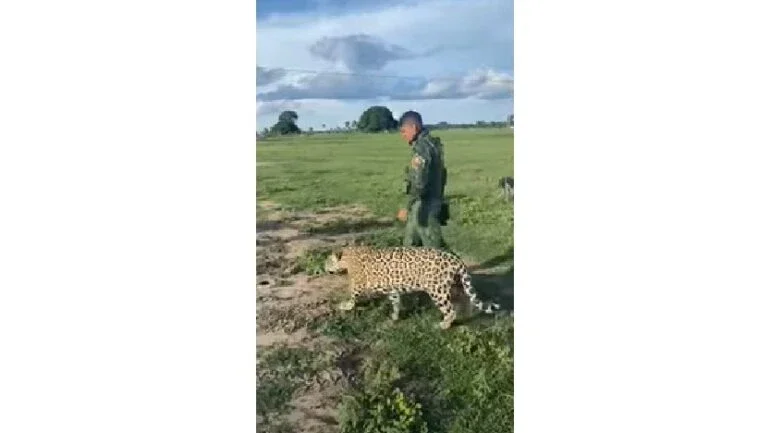 Divulgação/Polícia Militar de Proteção Ambiental