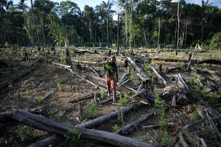 O desmatamento na Amazônia brasileira este ano pode superar a pior marca desde 2006 com mais de 15 mil quilômetros quadrados depredados - AFP