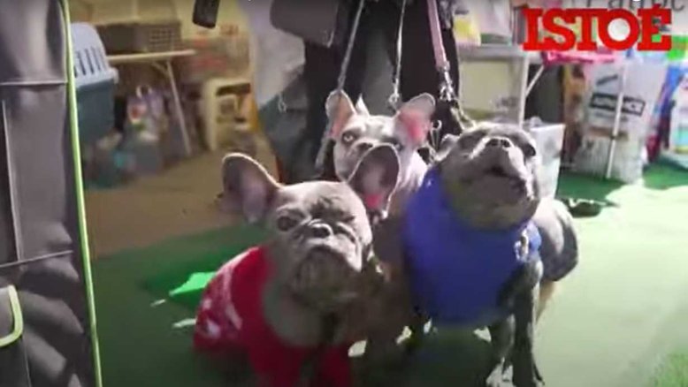 Animais de estimação são retirados da Ucrânia com ajuda de ativistas