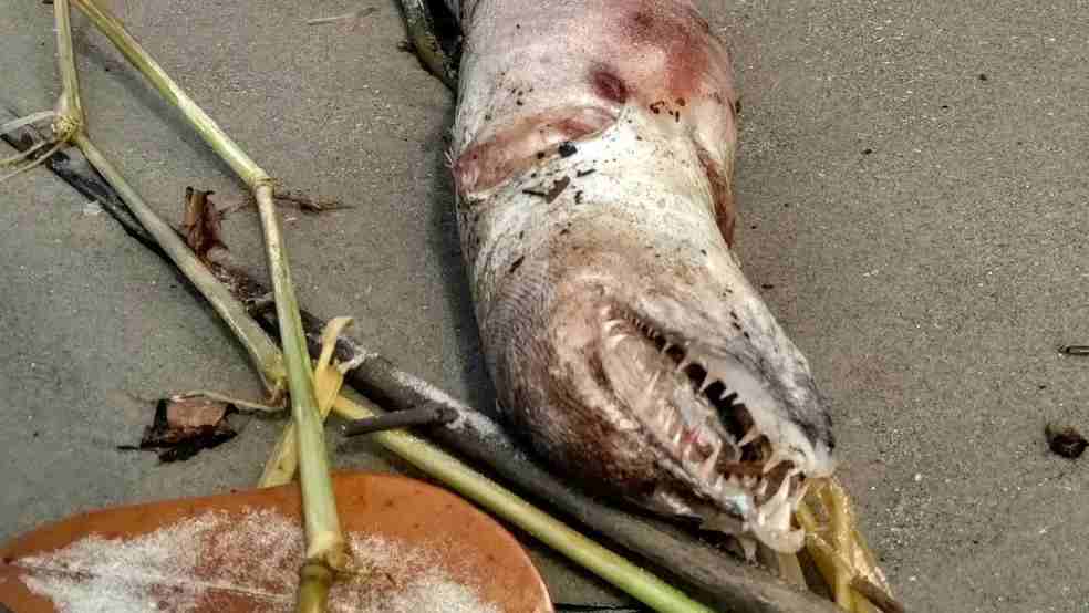 Animal marinho “monstro” intriga moradores do litoral de SP