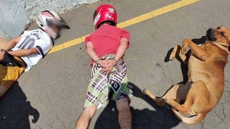 PR: Cachorro caramelo deita ao lado de suspeitos em abordagem policial e imagem viraliza