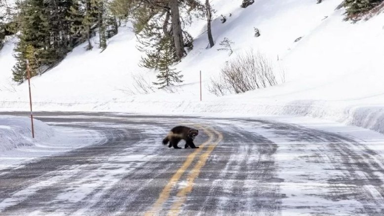 Divulgação/Yellowstone Insight