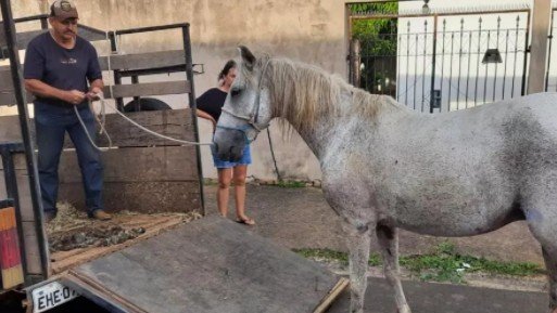 Vídeo: Imagens fortes mostram égua sendo atacada por pitbull