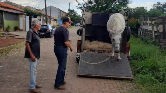 Vídeo: Imagens fortes mostram égua sendo atacada por pitbull