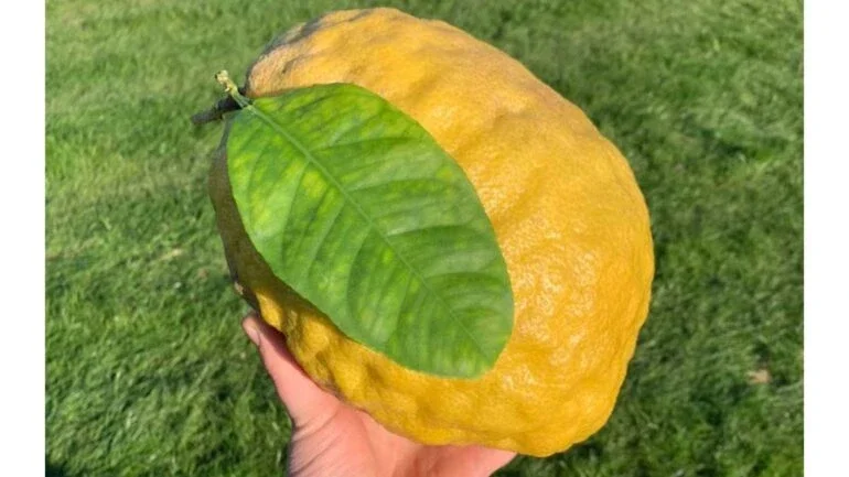 Reprodução/ Facebook