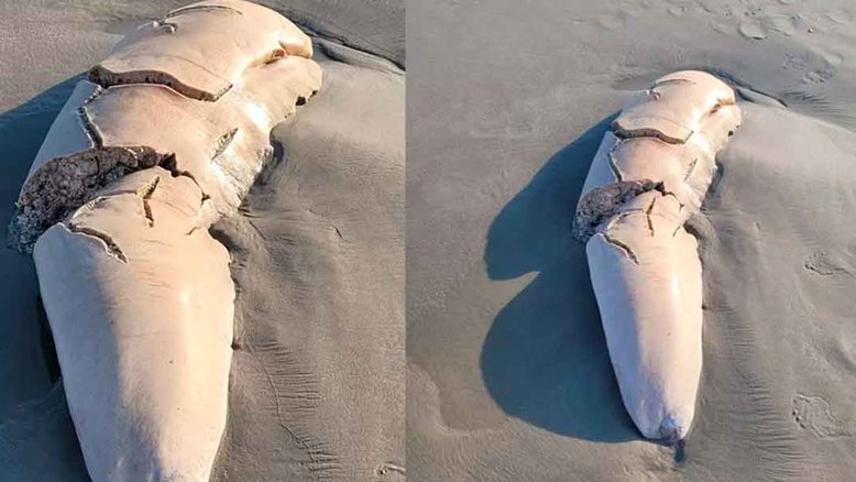 Suposto órgão de animal encontrado em praia no litoral de São Paulo