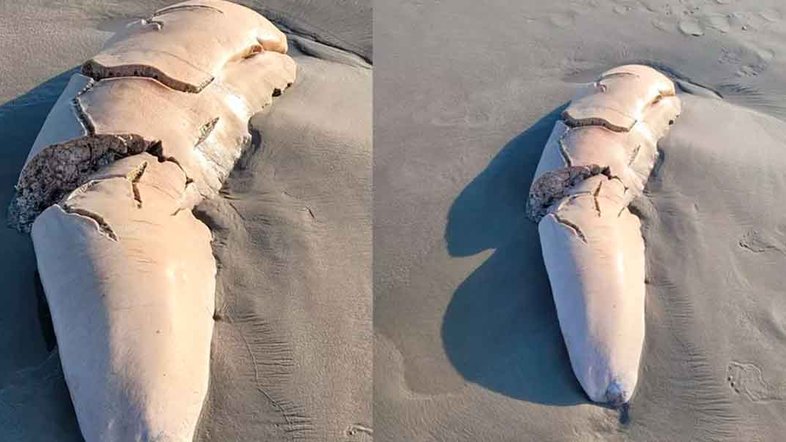 Suposto órgão de animal encontrado em praia no litoral de São Paulo