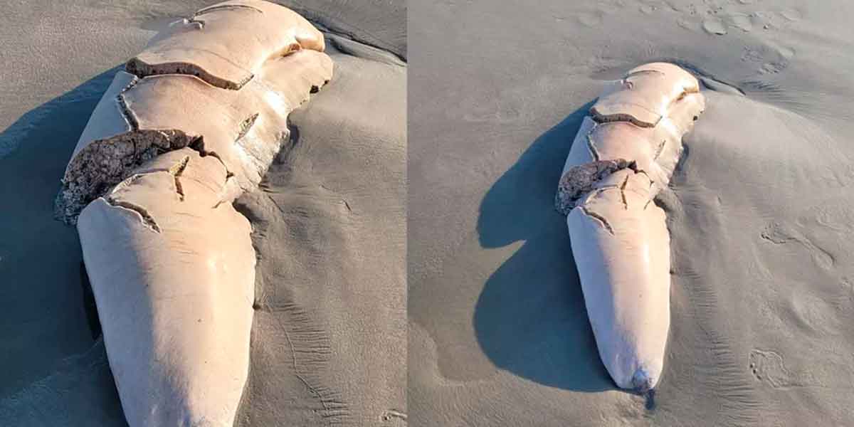 Suposto órgão de animal encontrado em praia no litoral de São Paulo