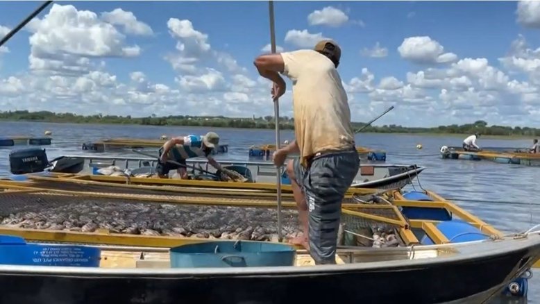 Piscicultor encontra sua criação de tilápias morta e afirma que teve prejuízo de R$ 1 milhão