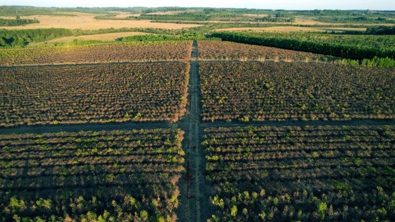 Superexploração do solo ameaça a 'sobrevivência' humana, alerta ONU
