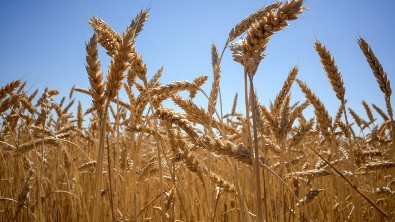Preços dos alimentos atingem nível recorde no mundo por guerra na Ucrânia