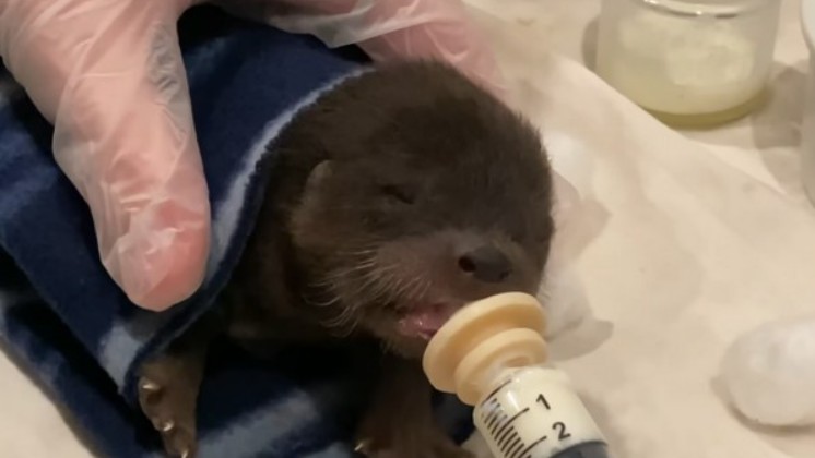 EUA: Filhote de lontra é resgatado de rio gelado por cão de três patas