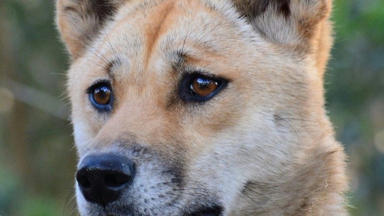 O dingo é geneticamente mais cachorro que lobo, aponta estudo