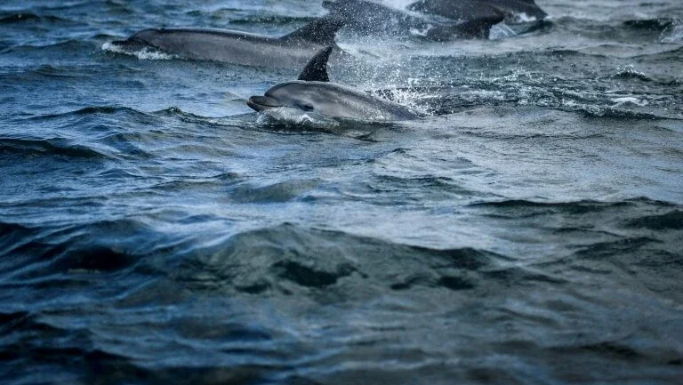 Estudo prevê extinção em massa da vida marinha se aquecimento persistir