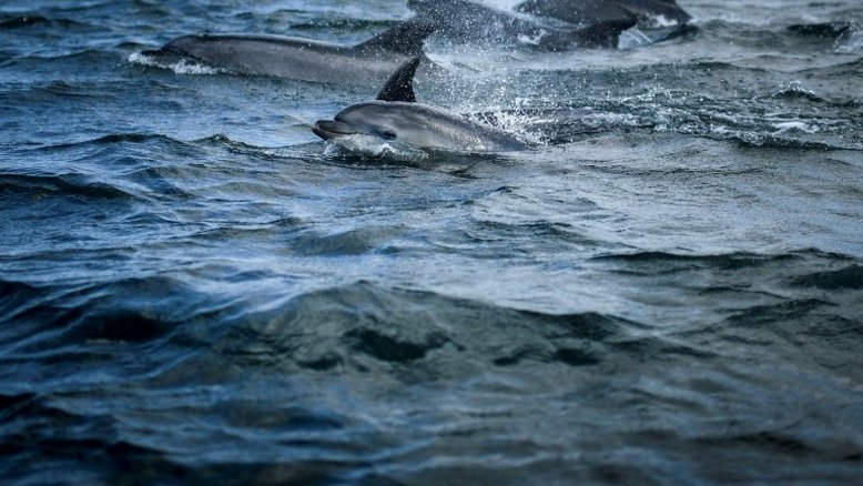 Estudo prevê extinção em massa da vida marinha se aquecimento persistir