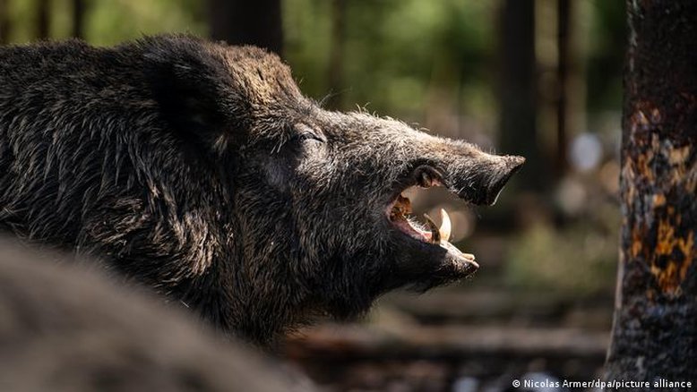 Parque alemão troca nome de javali que se chamava Putin
