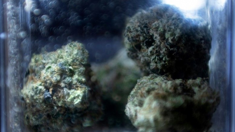 Teorias, baseados e celebração: as origens do dia da maconha