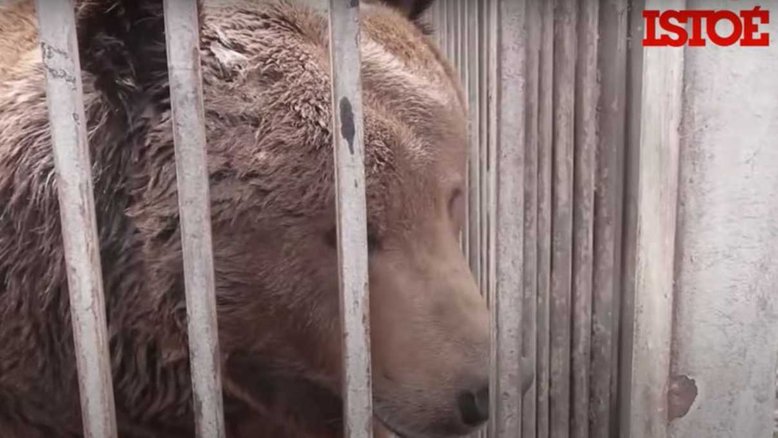 Animais de zoológico particular sofrem com o fogo cruzado em Mariupol