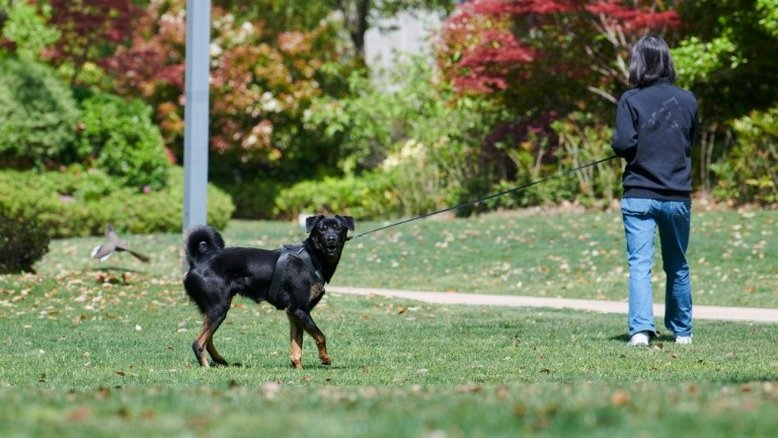 Voluntários tentam salvar animais confinados em Xangai