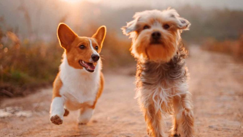 Cães com dietas veganas teriam saúde melhor, dizem pesquisadores