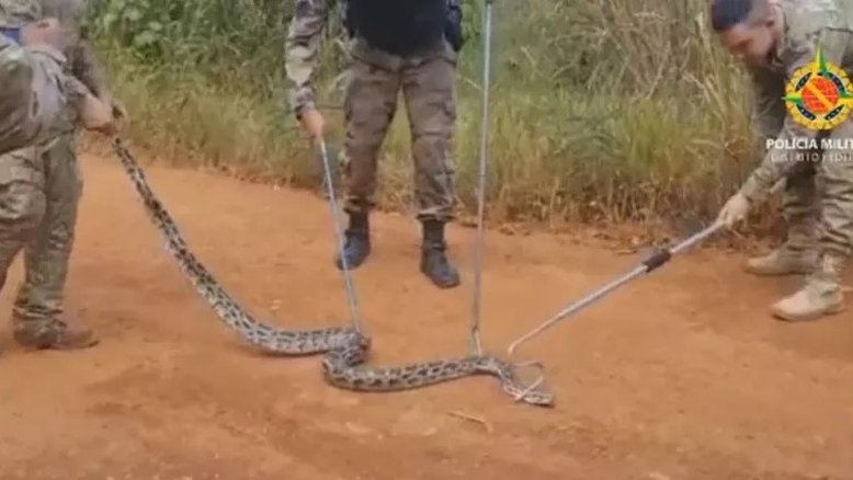 Divulgação/ Polícia Ambiental
