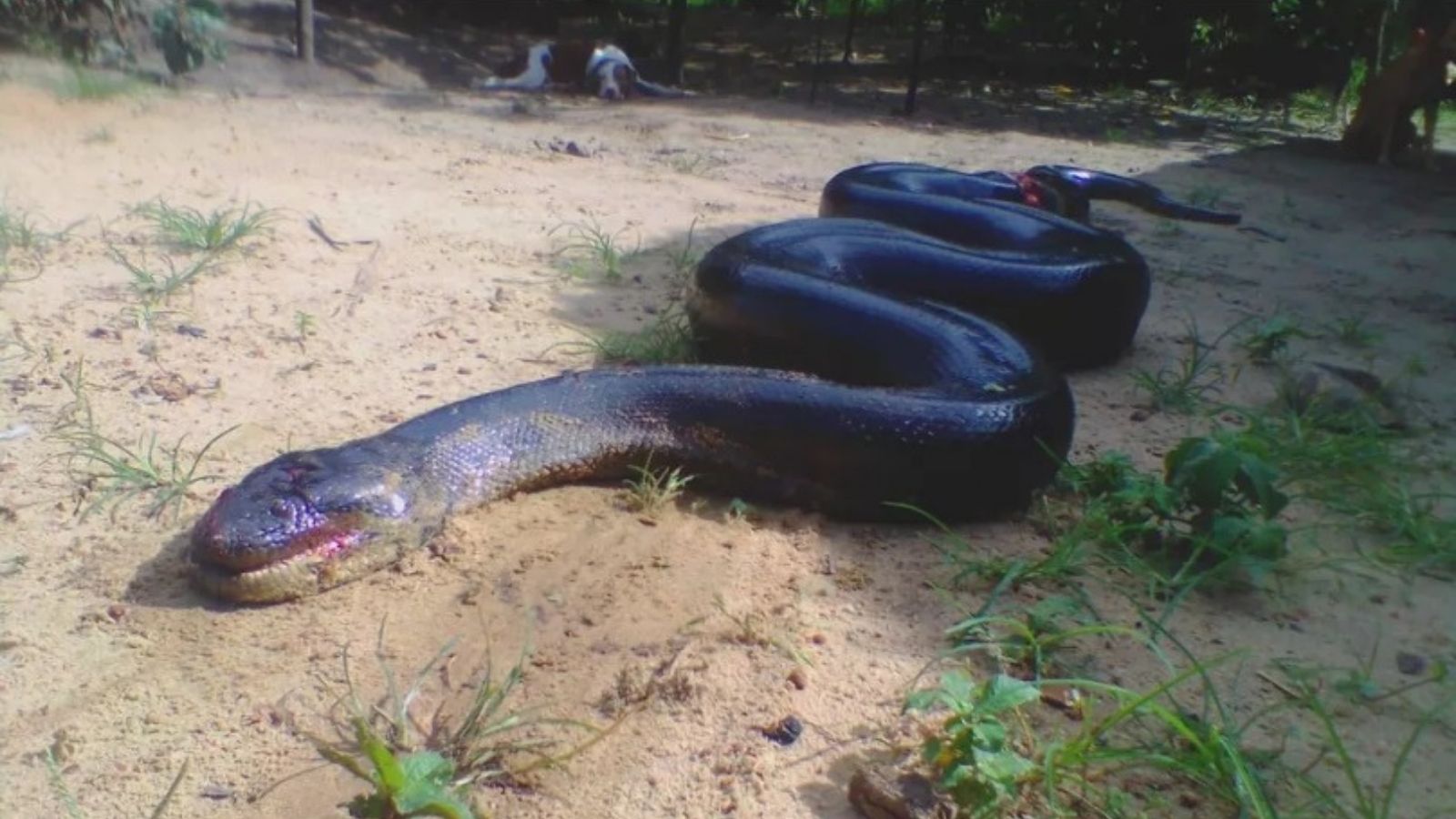Sucuri ‘Anaconda’ é morta após atacar cachorro no Pará