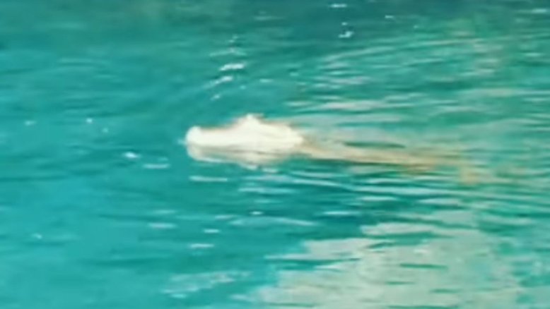 DF: Jacaré é flagrado no Lago Paranoá e impressiona moradores; veja vídeo