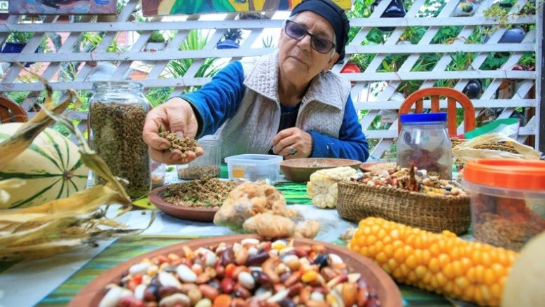 As 'mãos verdes' de Zuny, que recolhem sementes com cuidado ancestral no Chile