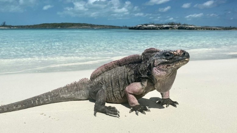 Não alimentem as iguanas! Pode causar diabetes