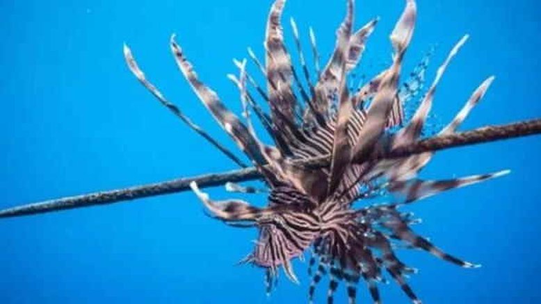 CE: Pescador pisa em peixe-leão e é envenenado