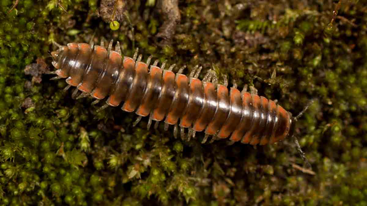 O recém-descrito diplópode de garra torcida Nannaria swiftae. Crédito: Dr. Derek Hennen