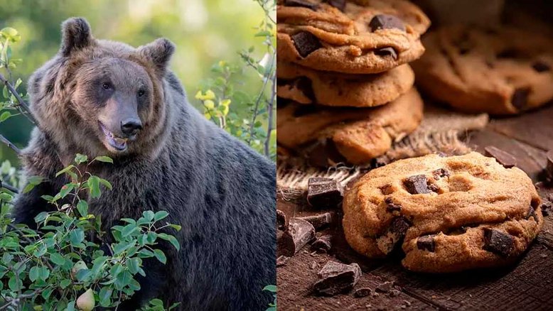 Urso percorre mais de 150 km para roubar biscoitos em cidade da Itália (Fotos: iStock)