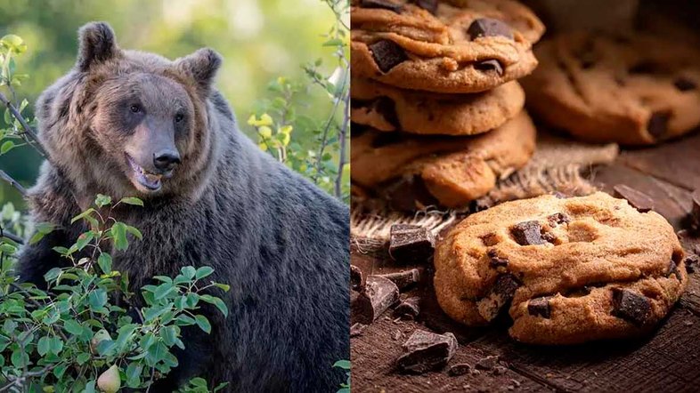 Urso percorre mais de 150 km para roubar biscoitos em cidade da Itália (Fotos: iStock)