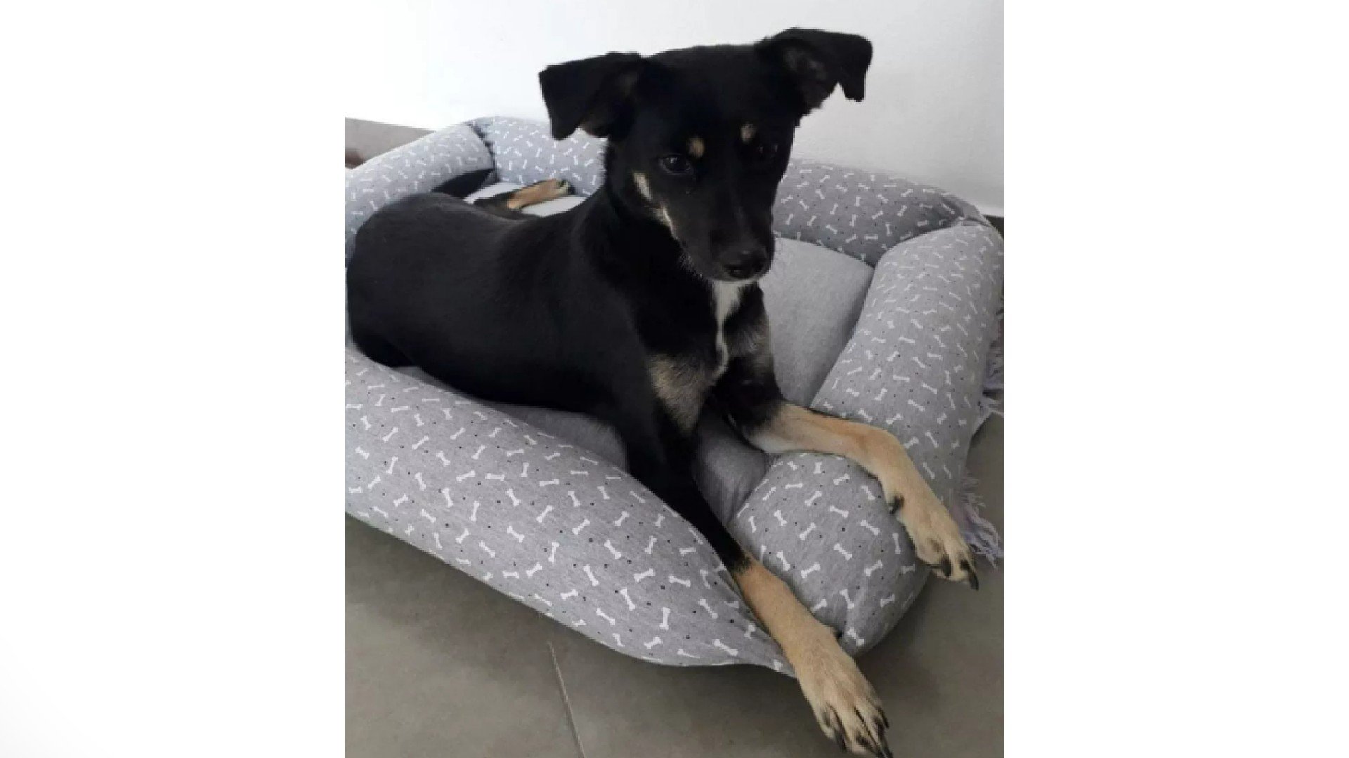 Vídeo: Menina tira casaco para agasalhar cachorra ferida na chuva e imagem viraliza nas redes 4 Vídeo: Menina tira casaco para agasalhar cachorra ferida na chuva e imagem viraliza nas redes