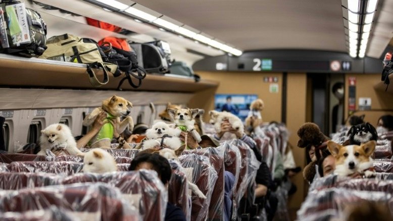 Cães ganham viagem especial sentados em um vagão de trem no Japão