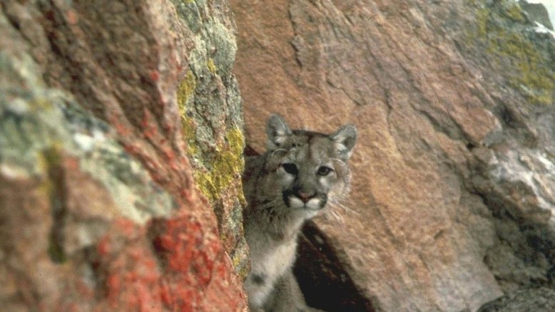 Menina sobrevive a ataque de puma nos Estados Unidos