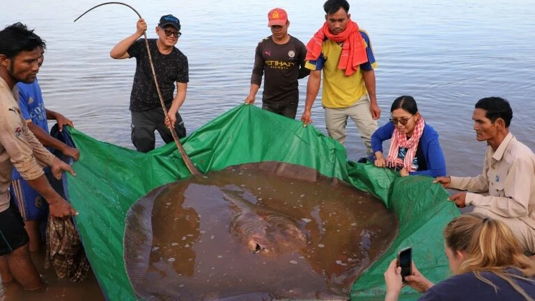 Arraia de 4 metros de comprimento e 180 kg é capturada no Camboja
