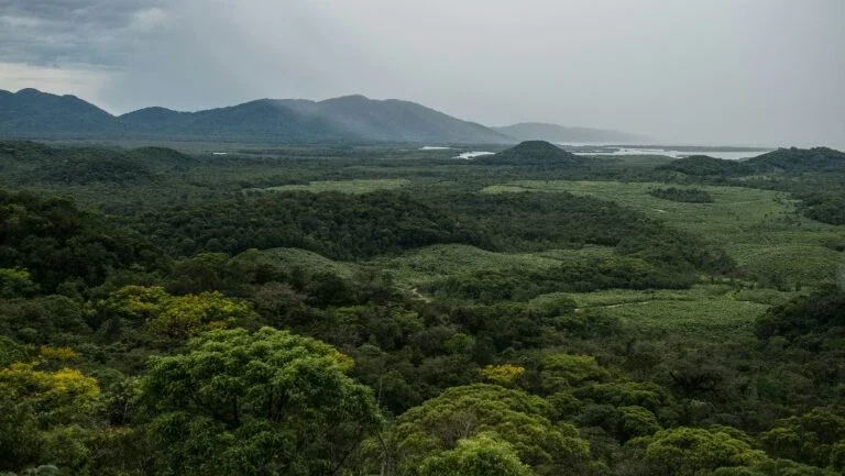 Exposição sensorial sobre a Mata Atlântica permite sentir a floresta