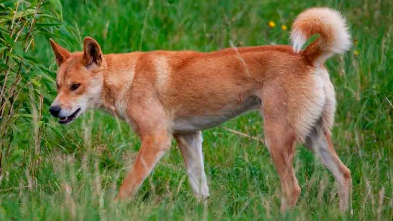 Dingo australiano: mandíbula intermediária entre os lobos e os cães modernos. Crédito: Pixabay/CC0 Public Domain