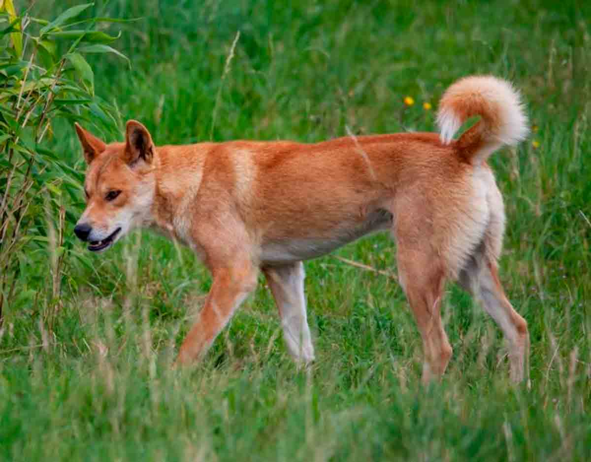 Dingo australiano: mandíbula intermediária entre os lobos e os cães modernos. Crédito: Pixabay/CC0 Public Domain
