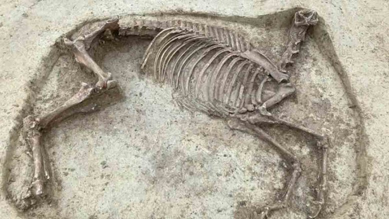 Ossos do cavlo encontrados no cemitério medieval em Knittlingen. Crédito: Preservação de Monumentos do Conselho da Região de Stuttgart/F. Damminger