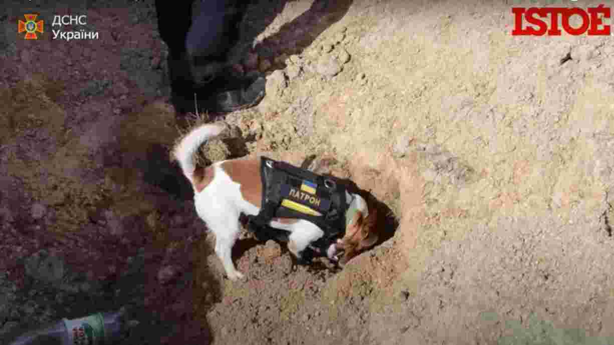 Conheça o cachorro farejador de explosivos de Chernihiv, na Ucrânia