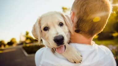 RG de pet: governo inicia em janeiro cadastro nacional de cães e gatos