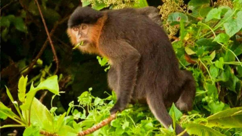 Imagem da "suposta híbrida": características das duas espécies. Crédito: Lhota et al., 2022, International Journal of Primatology, CC BY 4.0