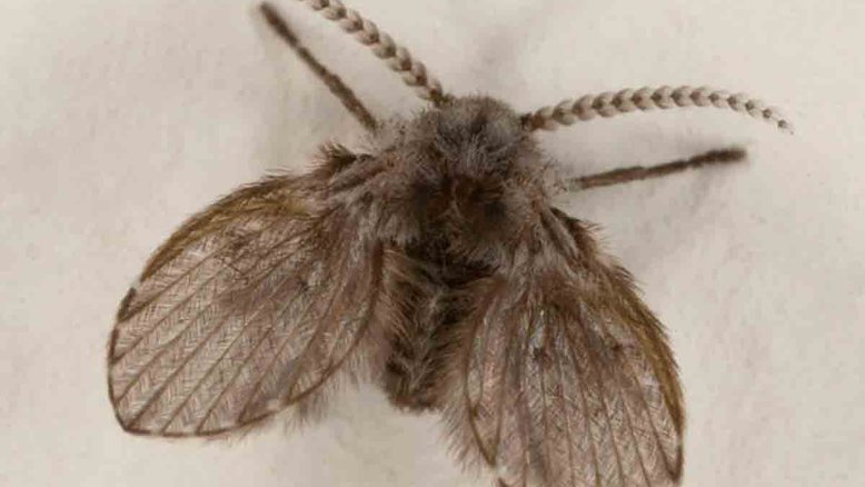 Mosca-de-banheiro: presença polêmica no lar. Crédito: Sanjay Acharya/Wikimedia