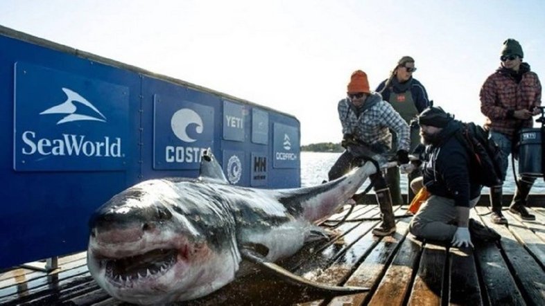 Divulgação/OCEARCH